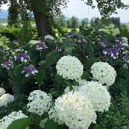 Chiemsee Exklusiv Ferienapartment Schneeganserhof - Ein Refugium Fuer Laengere Erholsame Aufenthalte In Alleinlage Am Chiemsee Appartement *